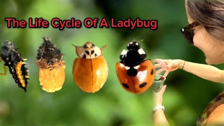 How do you know if a ladybug is poison?