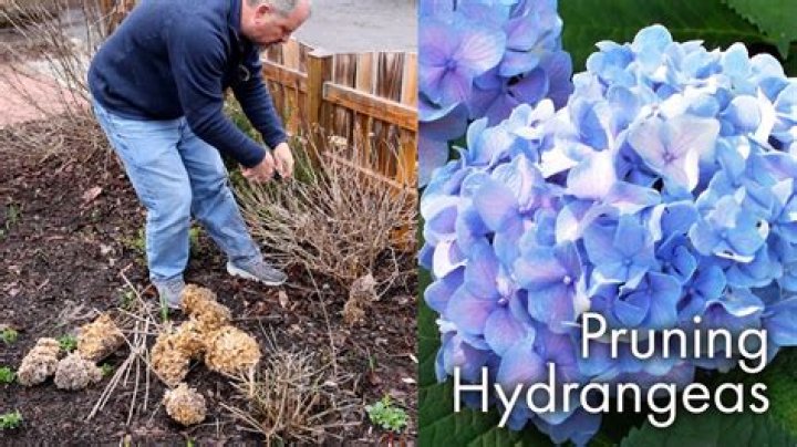 How do you prepare hydrangeas for fall?