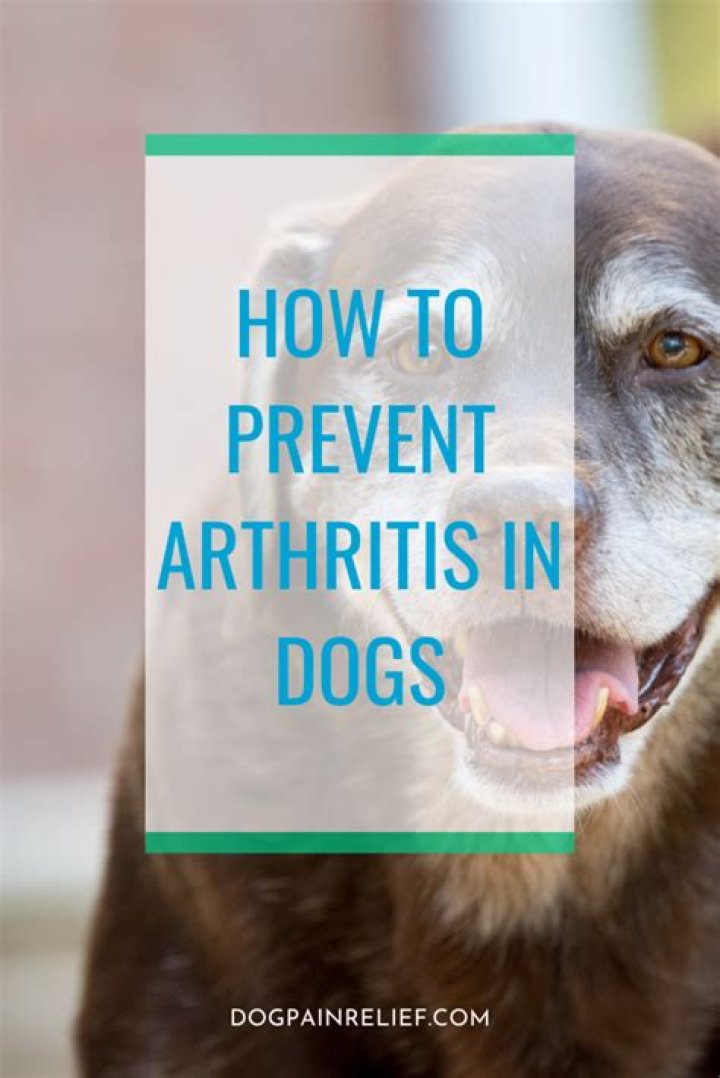 How do you prevent arthritis in dogs?
