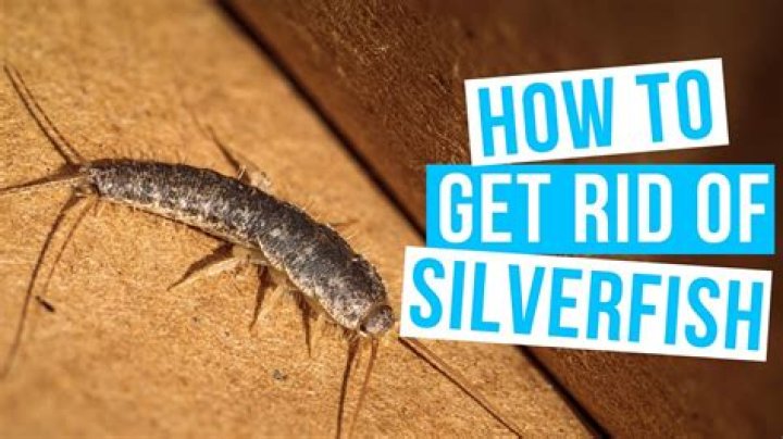 How do you repel silverfish?