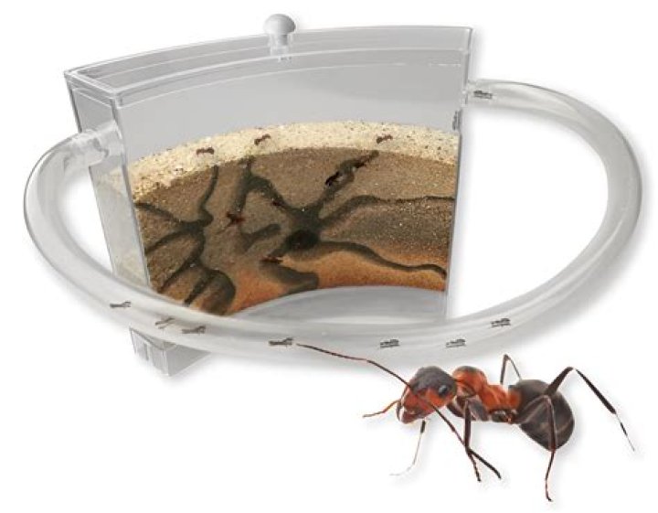 How do you tell if there's an ant colony in your house?