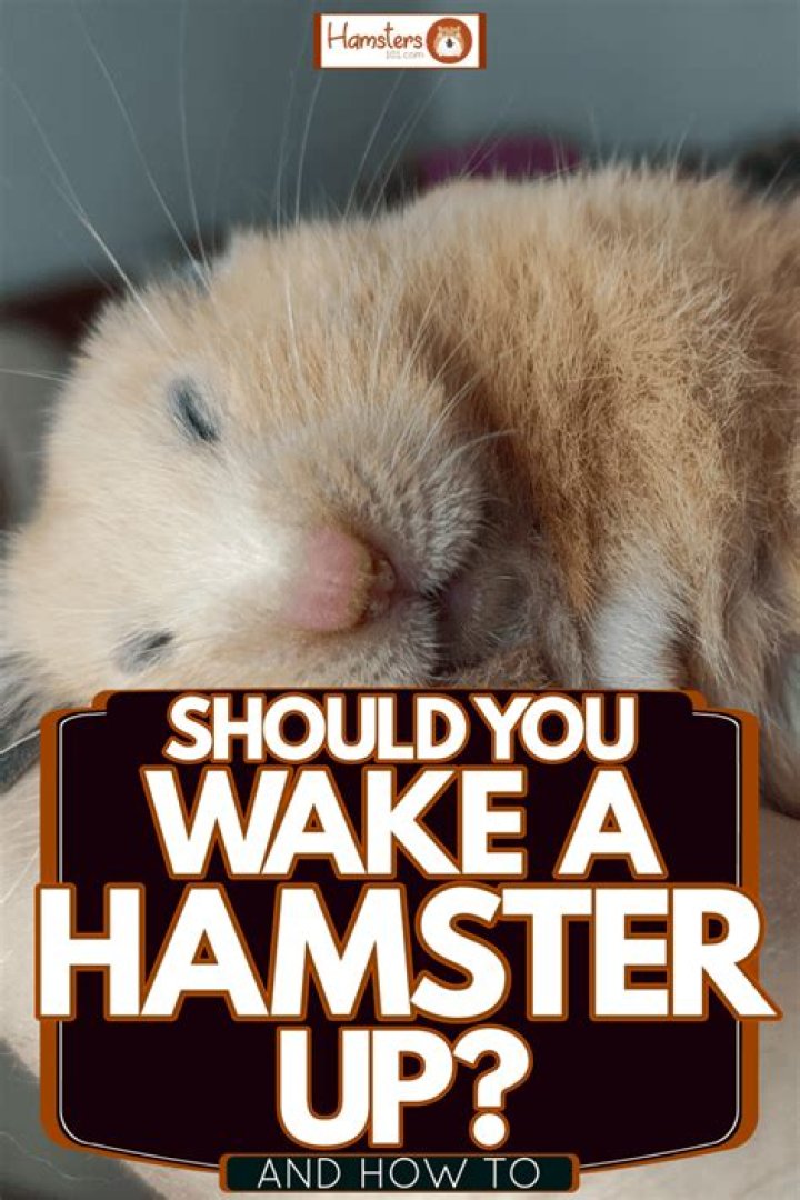 How do you wake a hamster up?
