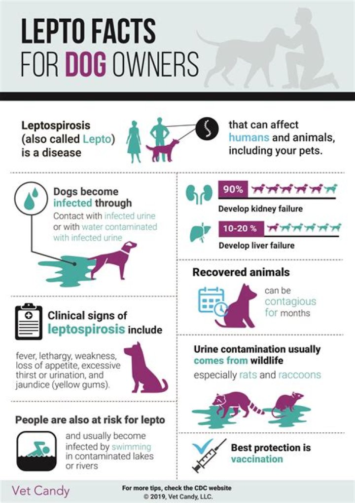 How does a dog get leptospirosis?