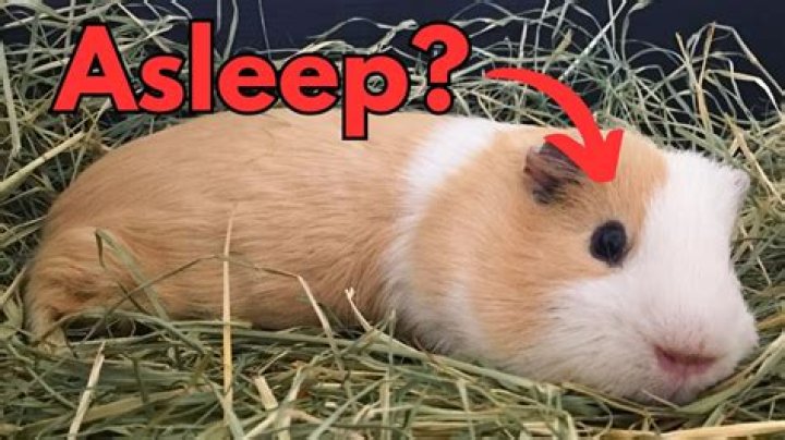 How long do guinea pigs sleep per day?