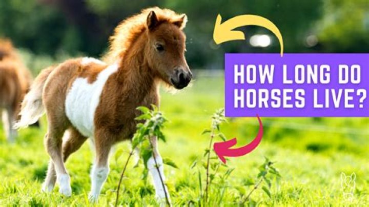 How long do horses normally live?