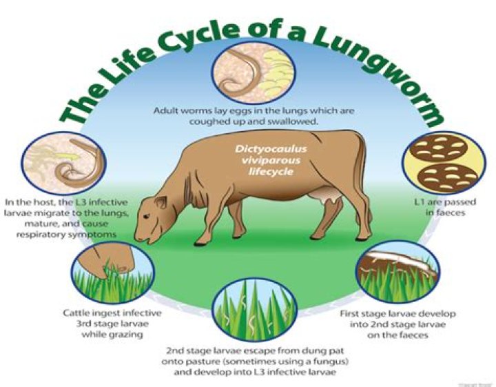 How long does it take for a dog to show symptoms of lungworm?