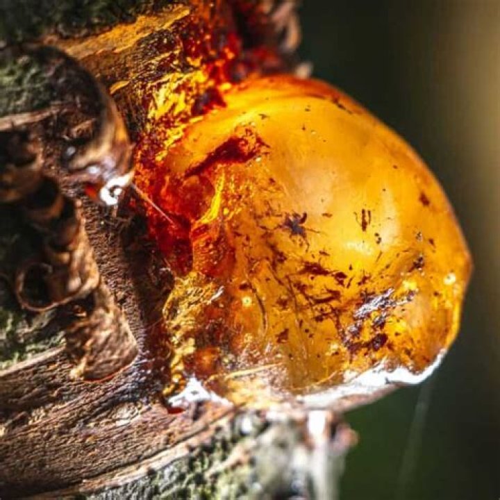How long does it take for tree resin to become amber?
