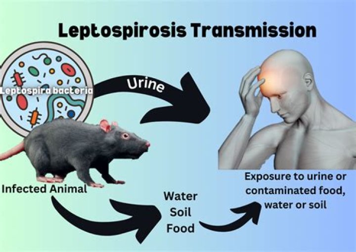 How long does lepto live in soil?