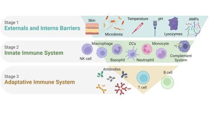 How long does natural immunity to COVID?