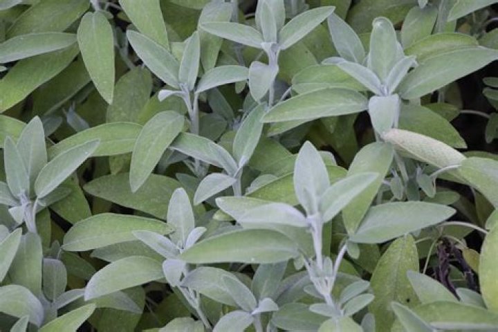 How long does sage wall last?