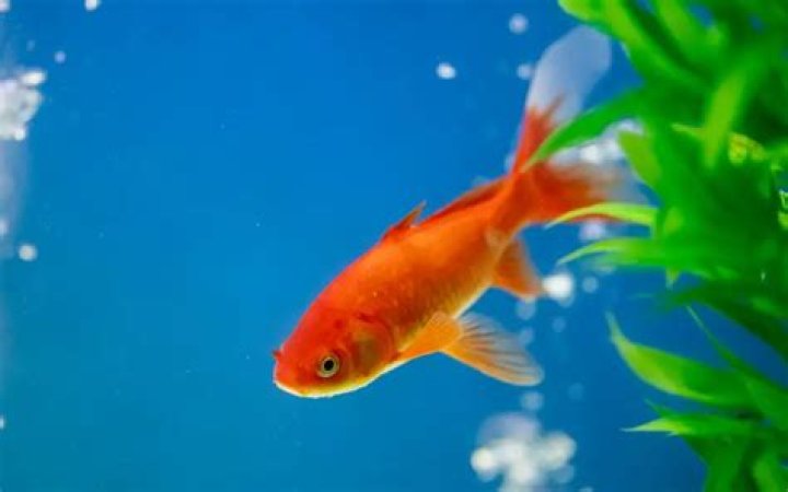 How many babies do goldfish have?