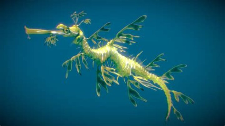 How many babies do leafy sea dragon have?