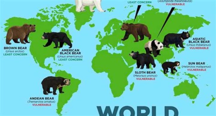 How many bears are in a sleuth?