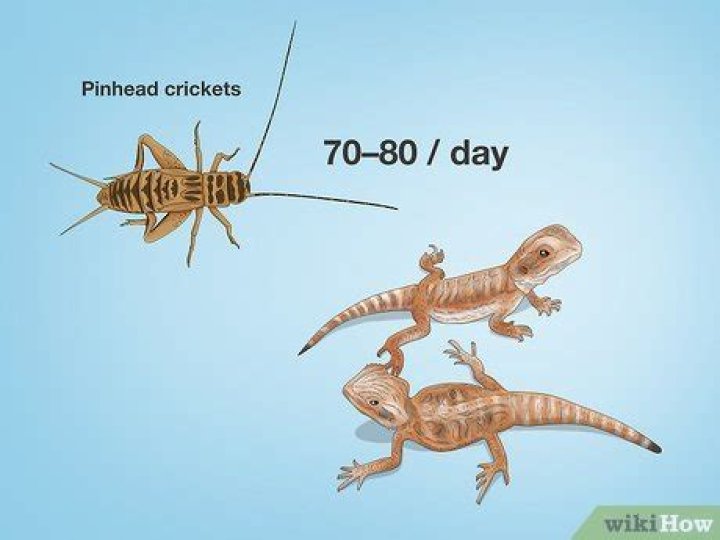 How many crickets should a bearded dragon have a day?