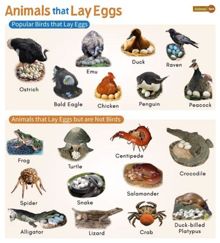 How many eggs do elf owls lay?