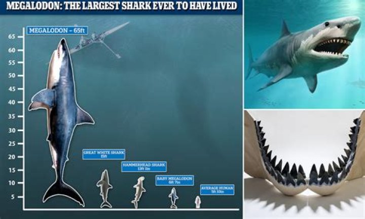 How many Megalodons are left in the world?