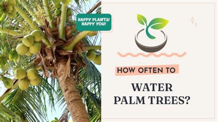 How often should you water indoor palm trees?