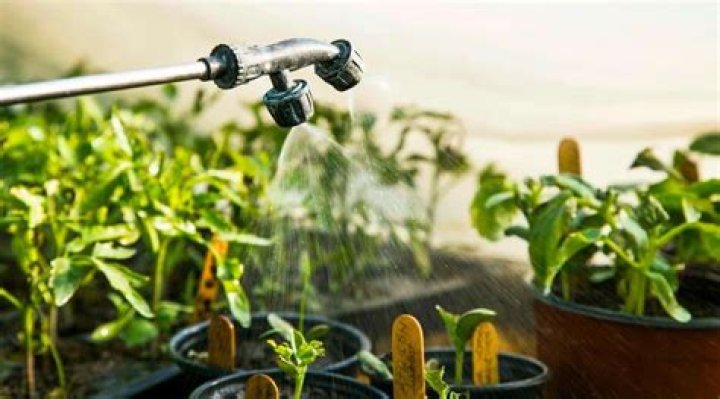 How often should you water seedlings?