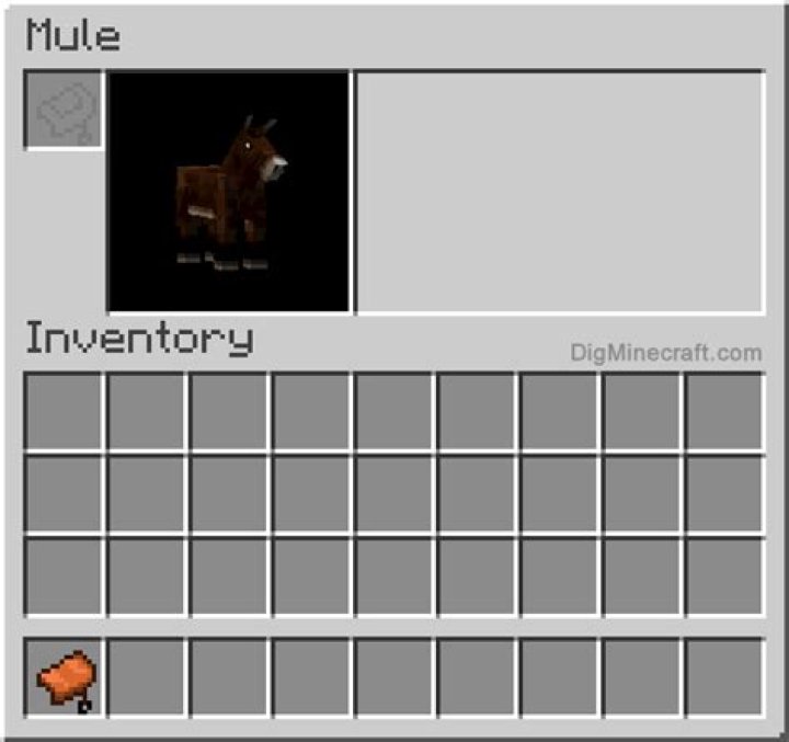 How old can you ride a mule?