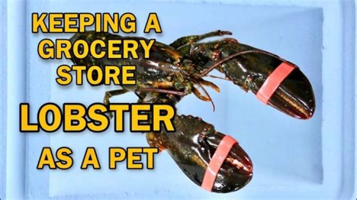 How old is a grocery store lobster?