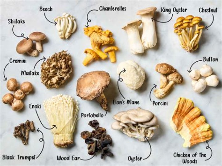 Is a mushroom alive or dead?