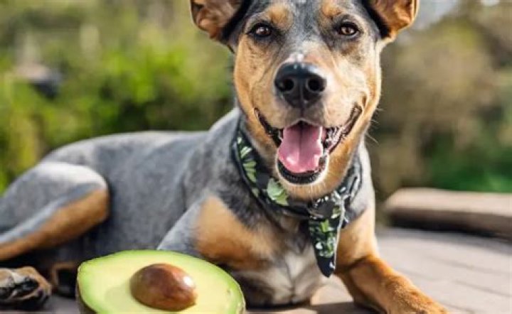 Is avocado safe for dogs?