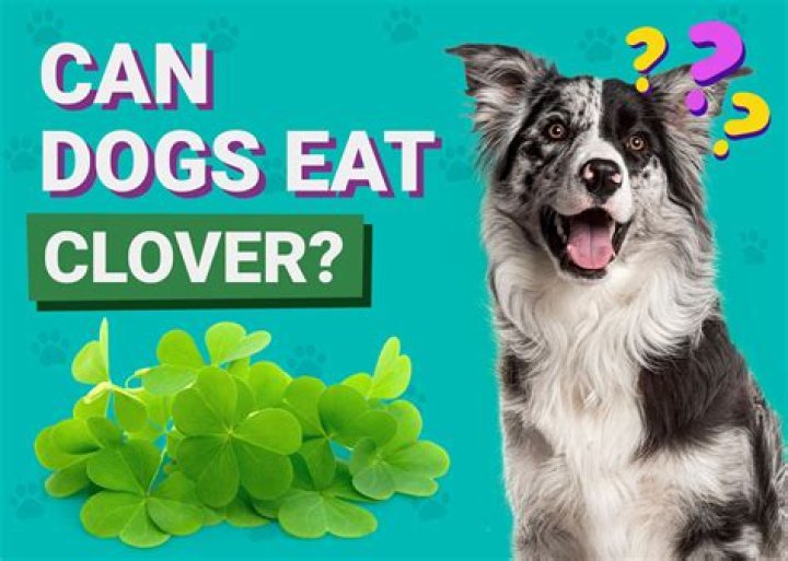 Is clover toxic to dogs?
