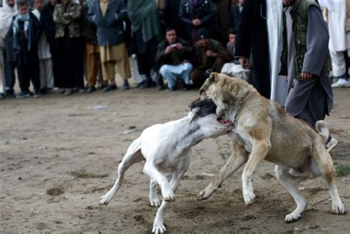 Is dog fighting legal in Italy?