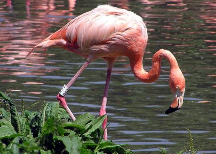 Is Flora a flamingo?