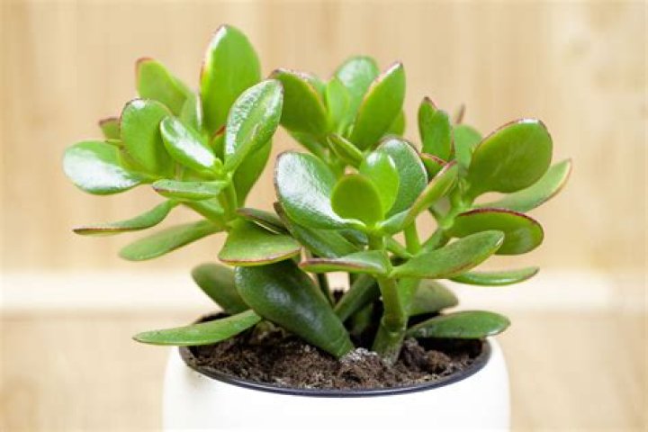 Is fortune plant a tree?