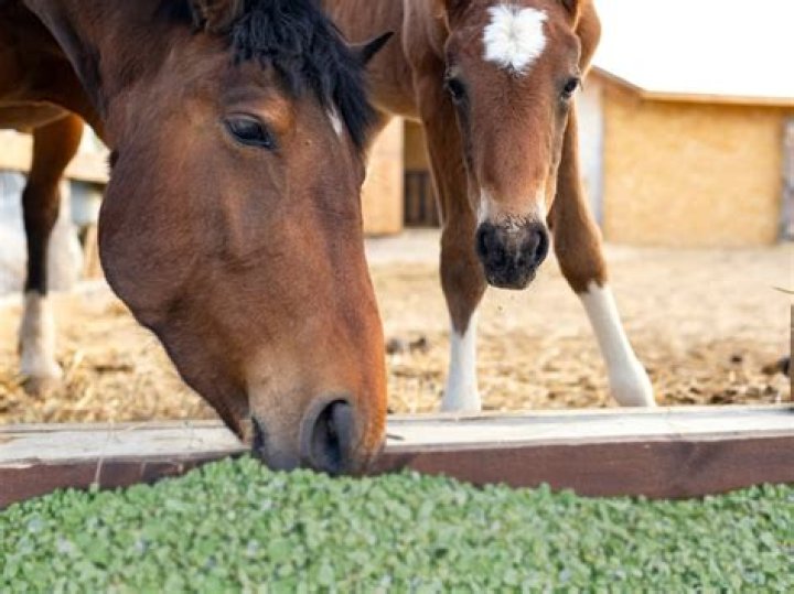 Is grass hay or alfalfa better for horses?