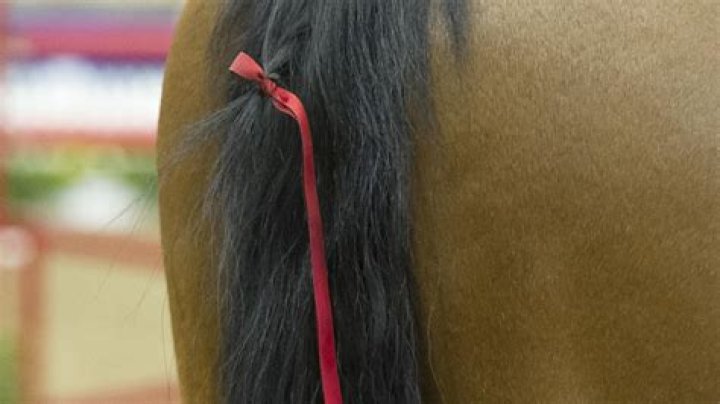 Is it cruel to dock a horses tail?