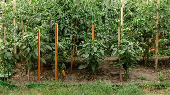 Is it hard to grow vegetables?