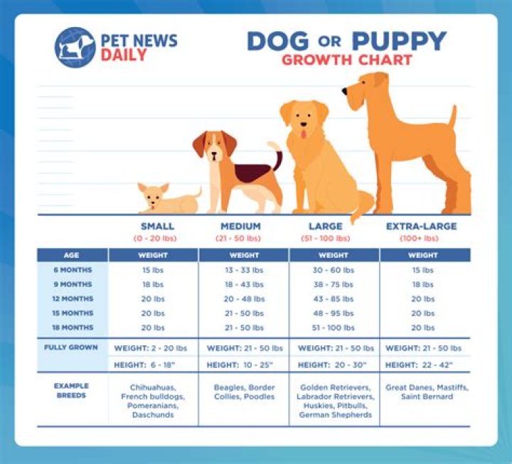 Is it normal for a 3 month old puppy to be aggressive?