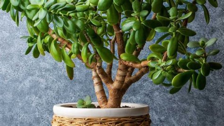 Is it OK to repot a plant twice?