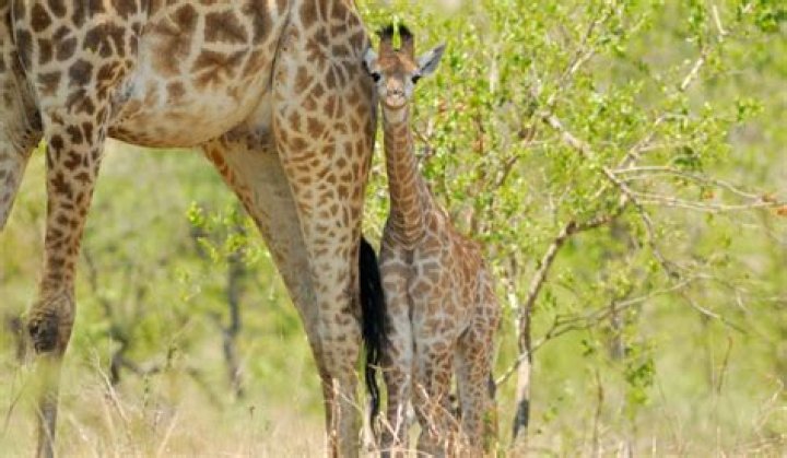 Is it possible to ride a giraffe?