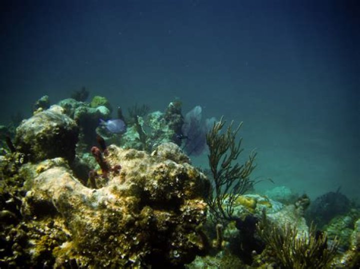 Is it safe to touch coral?