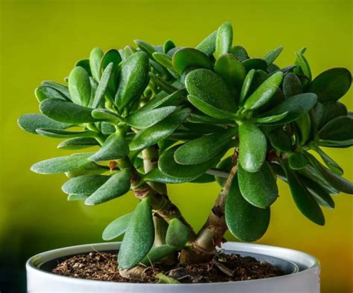 Is Jade plant good for bedroom?