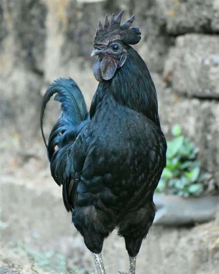 Is Kadaknath blood black?