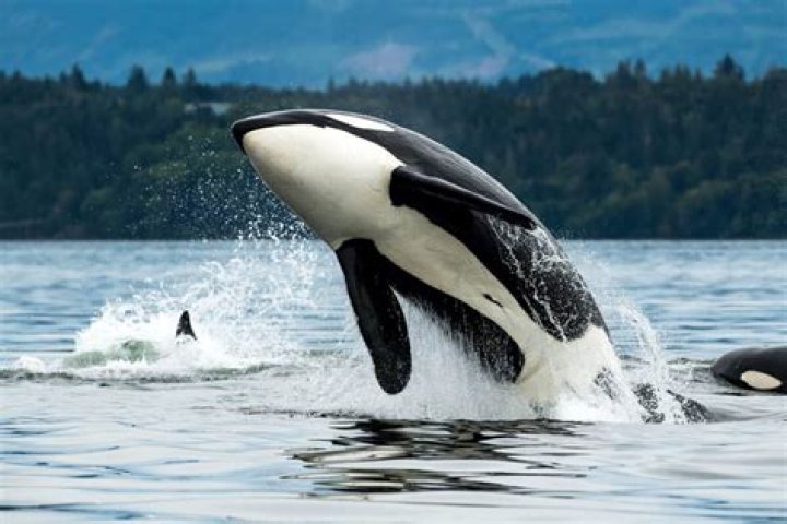 Is Morgan the orca deaf?