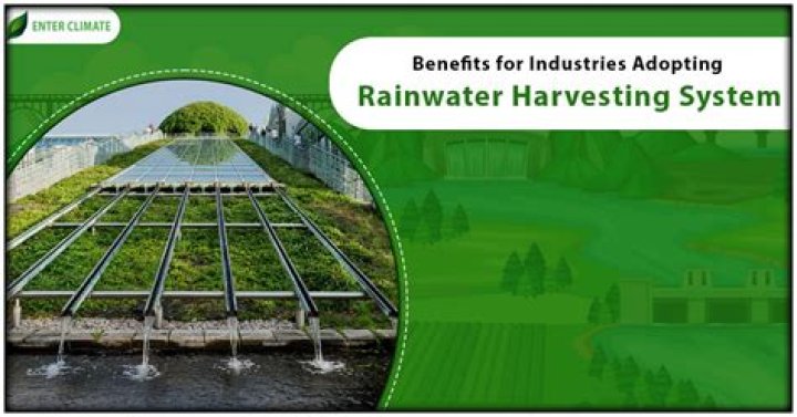 Is rain water good for birds?