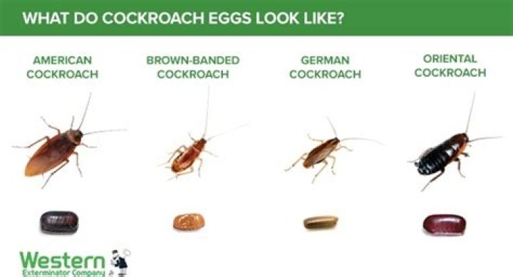 Is there ever just 1 cockroach?