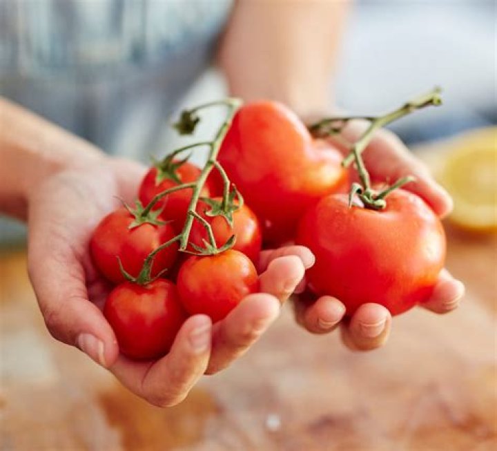 Is tomato good for dogs?