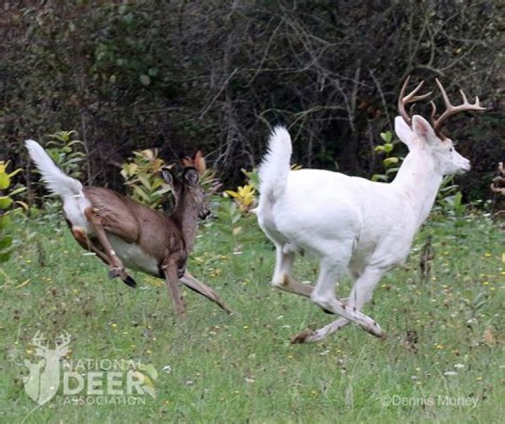 Is your hunt over if a deer blows?