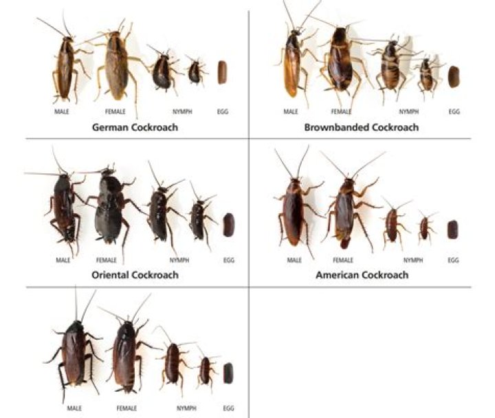 Should we kill cockroaches?