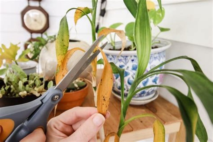 Should you cut off damaged hosta leaves?