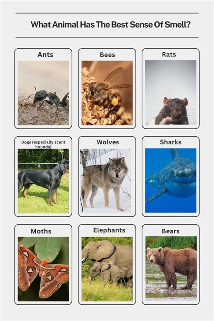 What animal has the best stamina?