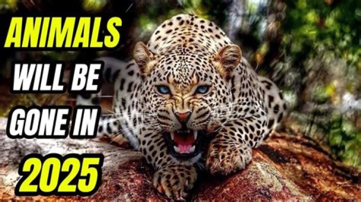 What animals will be gone in 2050?