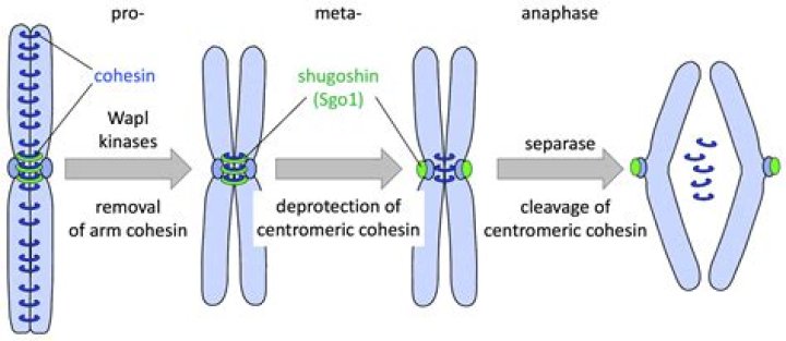 What are cohesin rings?