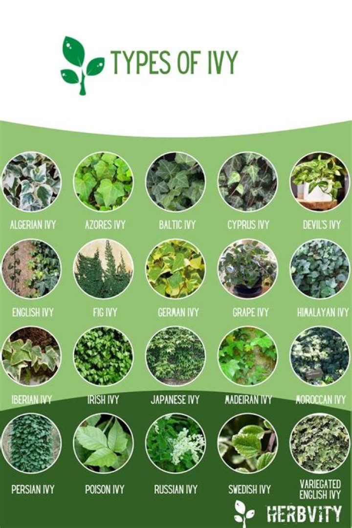 What are IVYS known for?